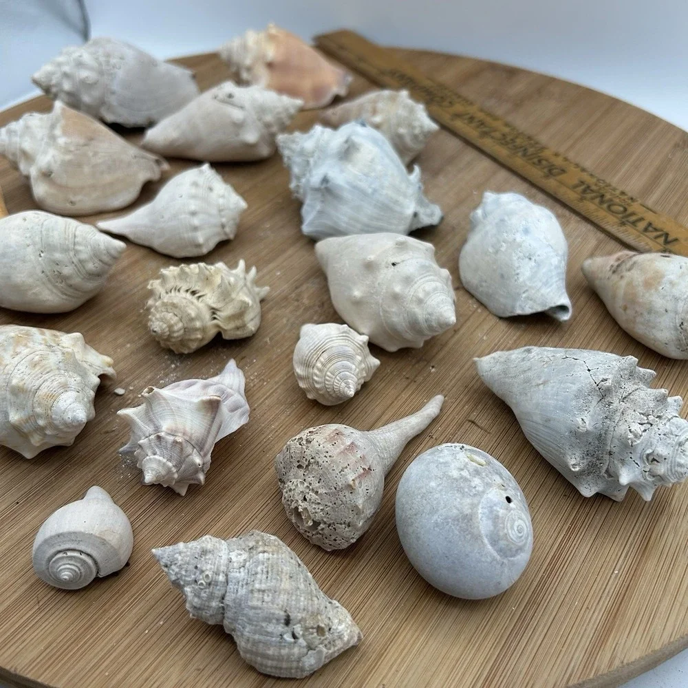 Variety SHELLS Whelt MULTIPLE COLORS SIZES‎ DECORATION AQUARIUM CRAFTS